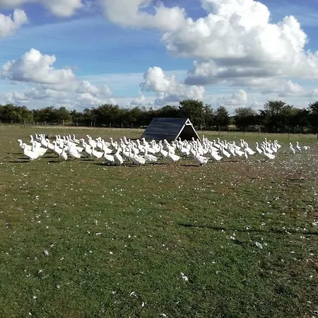 Rosengaard And Bramming